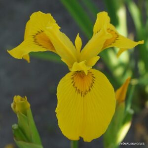 Iris pseudacorus ‘Gubijin’
