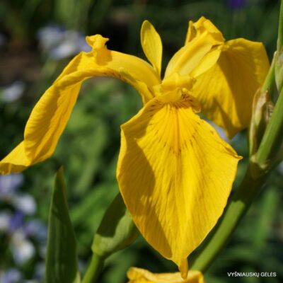 Iris pseudacorus ‘Roccapina’ (2)