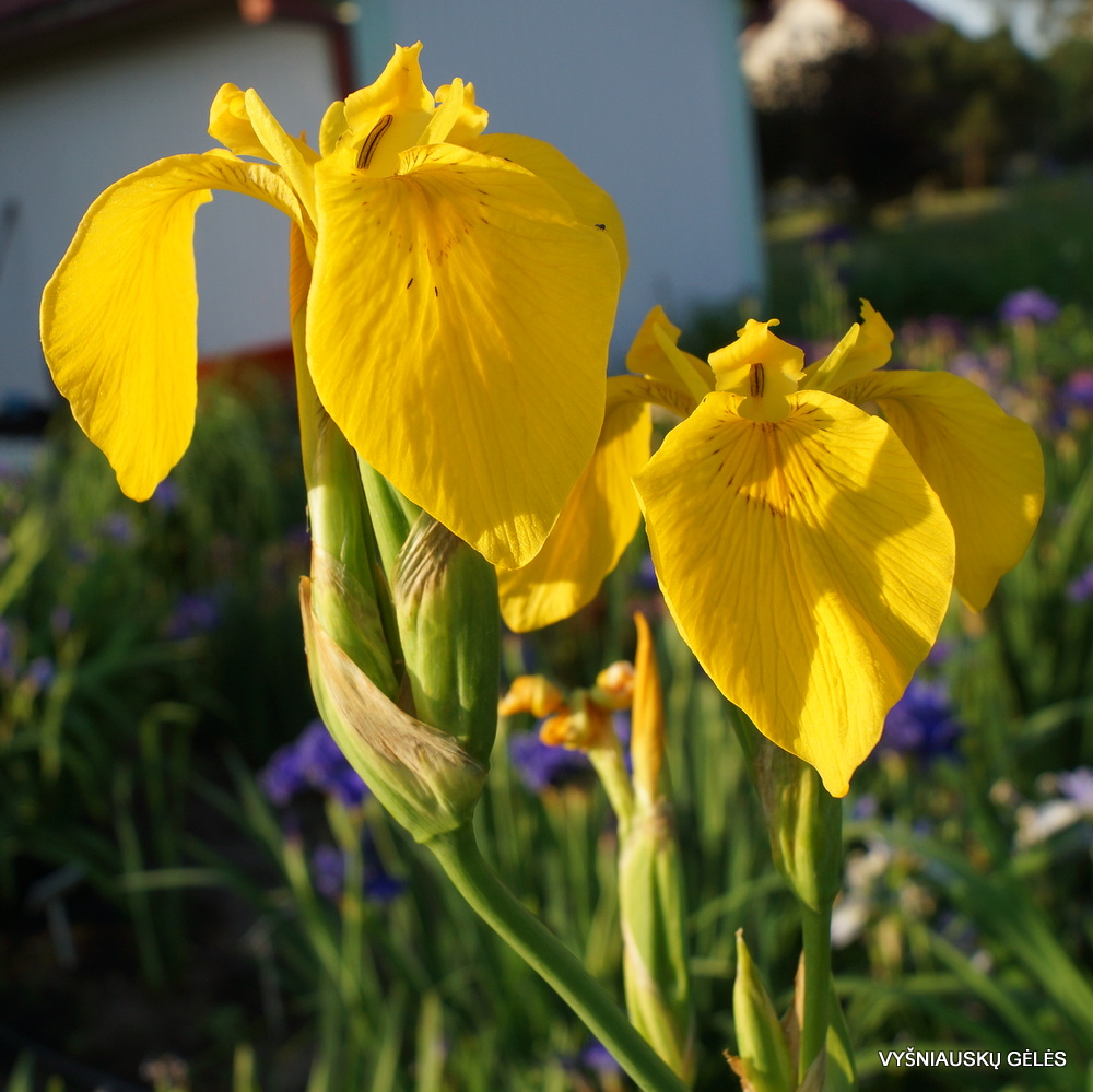 Iris pseudacorus ‘Roccapina’ (3)