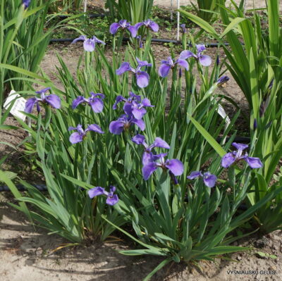 Iris setosa (3)