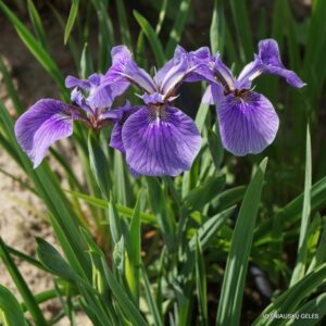 Iris setosa (dwarf form)