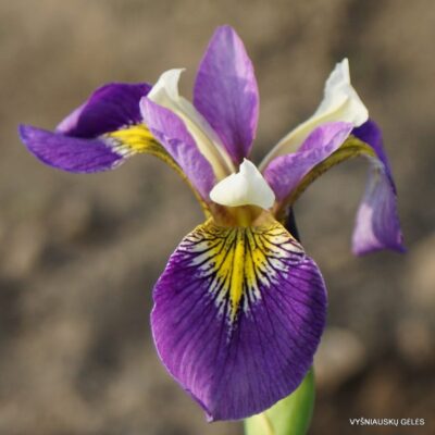 Iris virginica (2)
