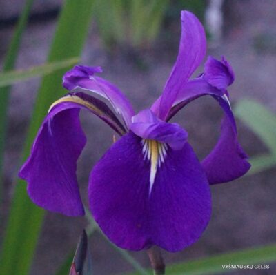 Iris × versilaev ‘Libellentanz (2)