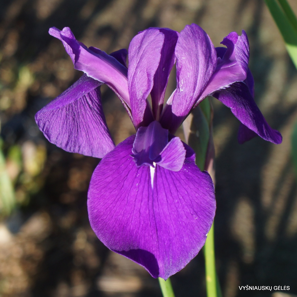 Iris × versilaev ‘Libellentanz (3)