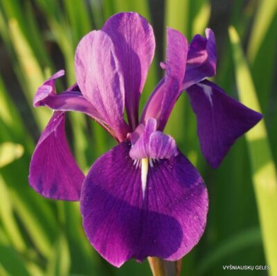 Iris × versilaev ‘Libellentanz