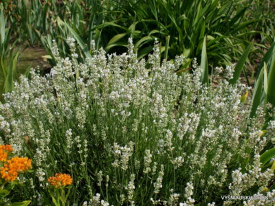 Lavandula angustifolia 'Baltas Sapnas' (2)