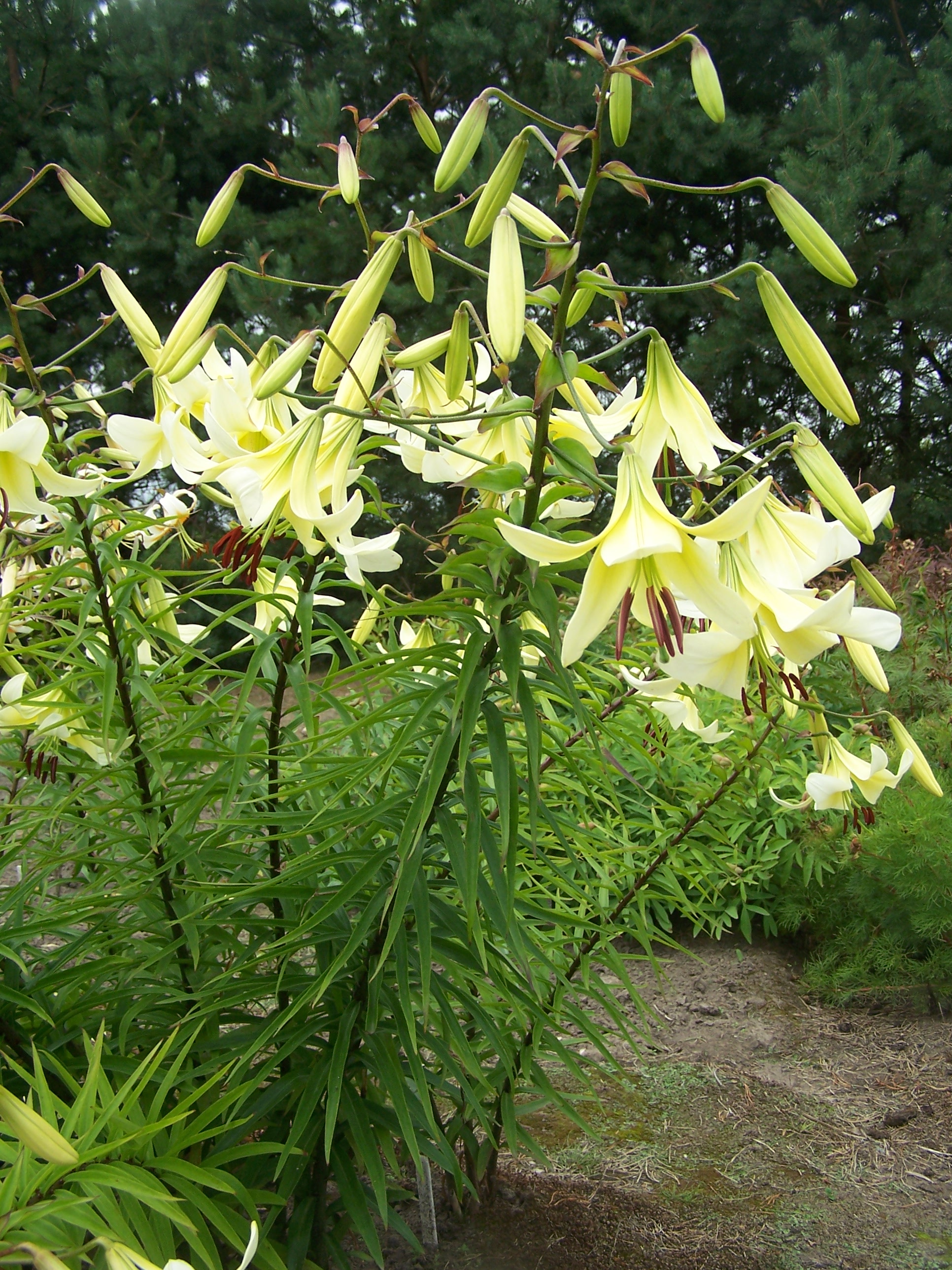 Lily 'Egzotika' (Aurelian Hybrid) (3)