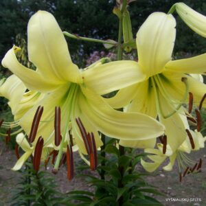 Lily 'Egzotika' (Aurelian Hybrid)
