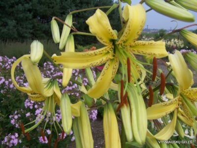 Lily 'Latgale Sombrero' (Aurelian Hybrid) (2)