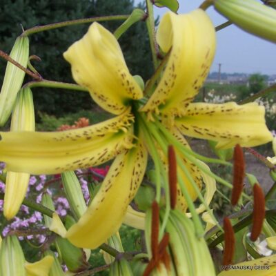 Lily 'Latgale Sombrero' (Aurelian Hybrid)