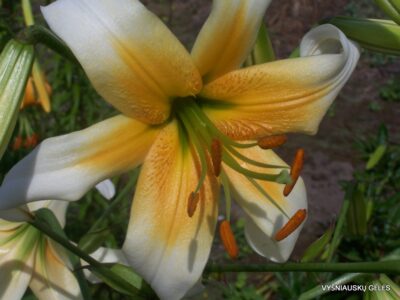 Lily 'Maja' (Aurelian Hybrid) (2)