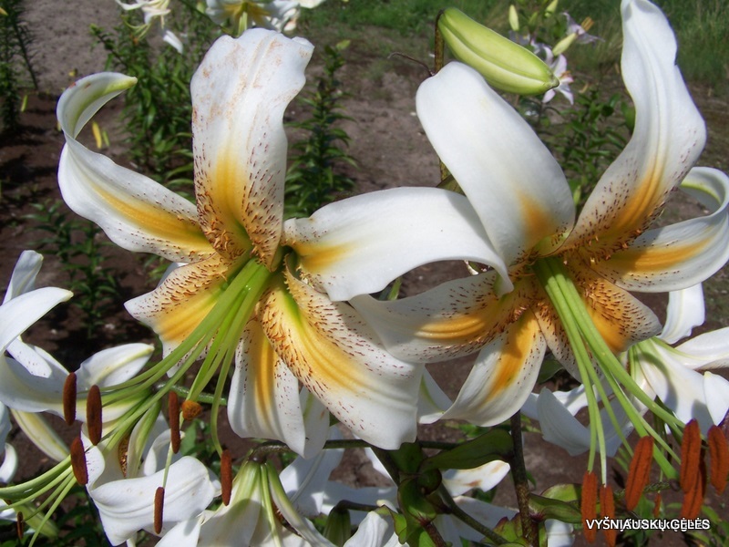 Lily 'Malta' (Aurelian Hybrid) (2)