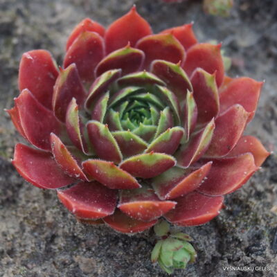 Sempervivum 'Anak Krakatau' (2)