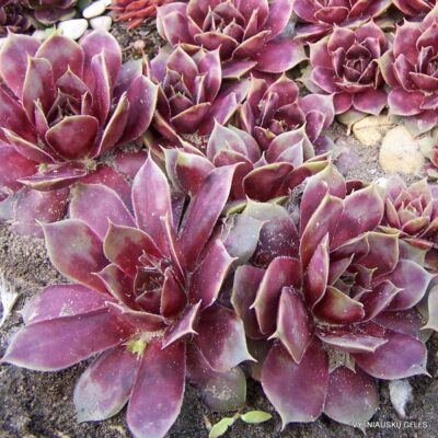 Sempervivum 'Brown Oil'