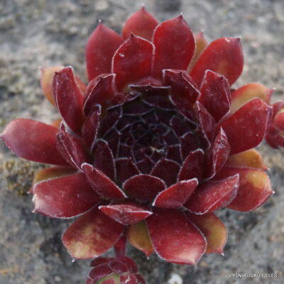 Sempervivum 'Gabriele' (2)