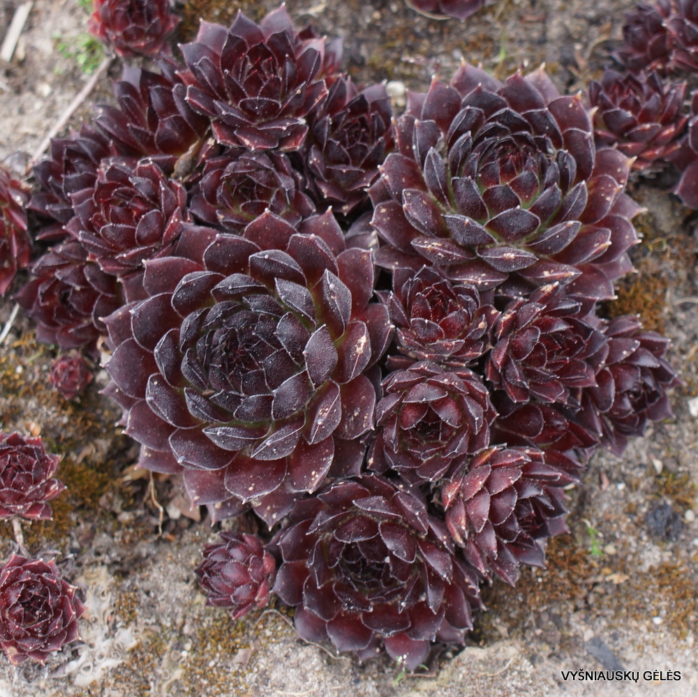 Sempervivum 'Gabriele' (3)
