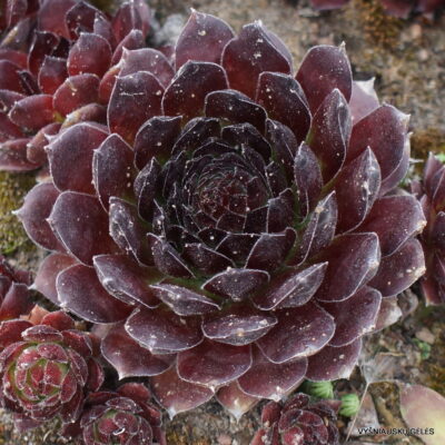 Sempervivum 'Gabriele'