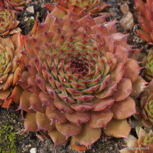 Sempervivum 'Orange Eruption'