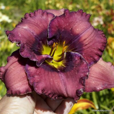 TET Lavender Blue Baby