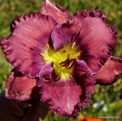 TET Lavender Blue Baby (2)