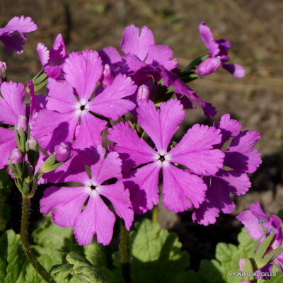 Ziboldo raktažolė 'Tah Ni'