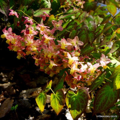 Epimedium x versicolor ‘Discolor’