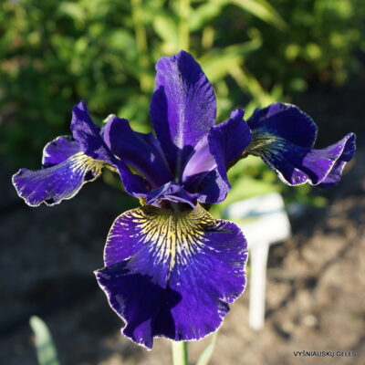 iris 'Golden Edge'