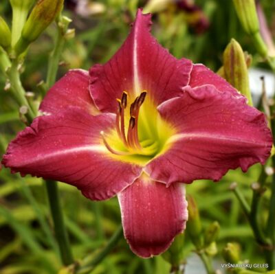 viendienė Dreamliner