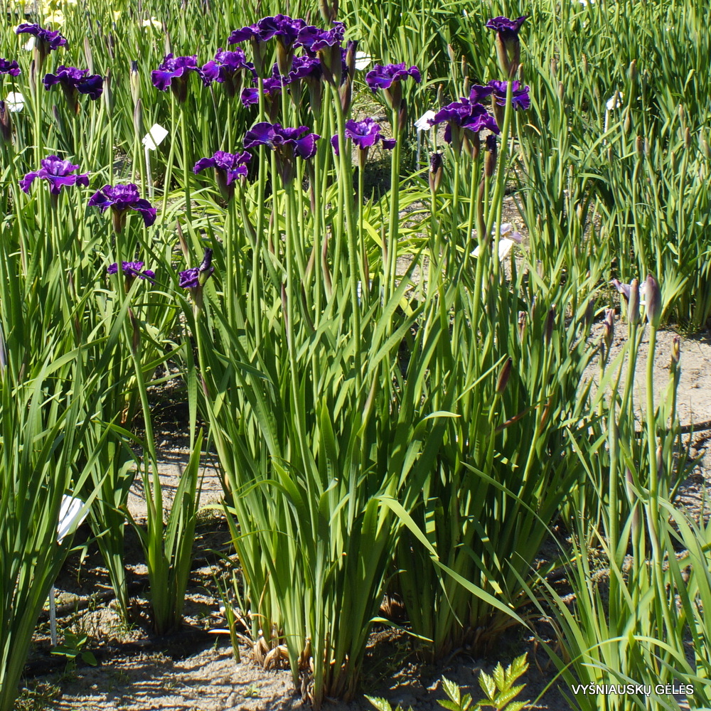 vilkdalgis Saalewein (2)