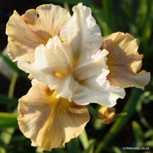 vilkdalgis Step Lightly