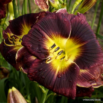 ‘Apatura Dancing Elfs’ ‘Apatura Dancing Elfs’