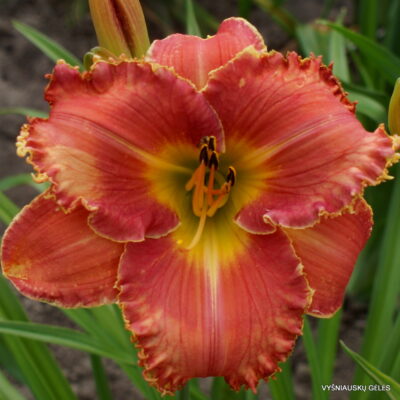 ‘Apatura Rose Melody’