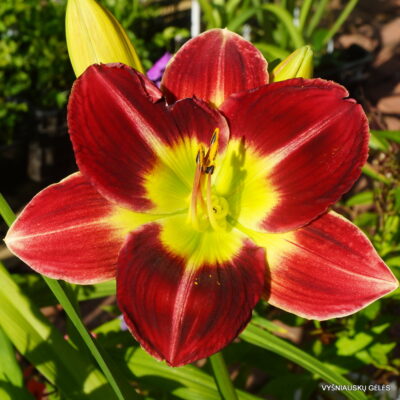 G. G. B. and Barbara x sdlg (Kor.)