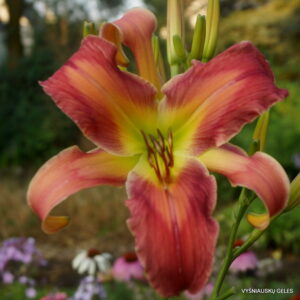 Green Gondola x Just Jessie (2)