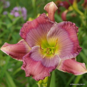 Lavender Blue Baby x Nikki Schmith