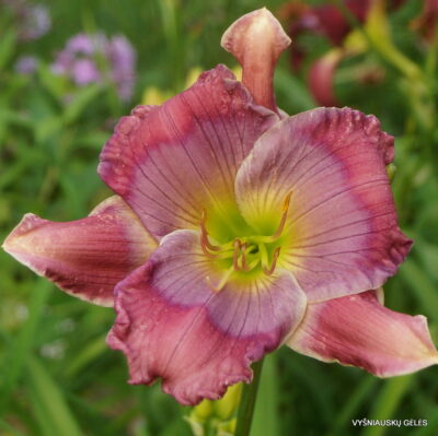 Lavender Blue Baby x Nikki Schmith