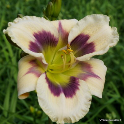 Prince Poppycock x Pattern Breaker