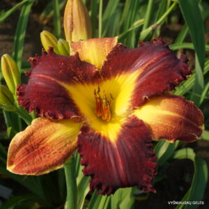 Rattlesnake Rake x Black Horns