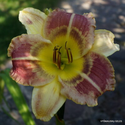 Rattlesnake Rake x Cosmic Shadows