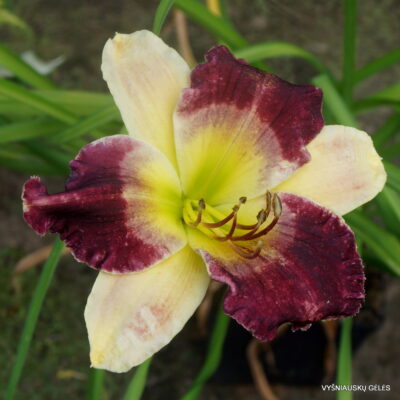 Rattlesnake Rake x Cosmic Shadows (2)