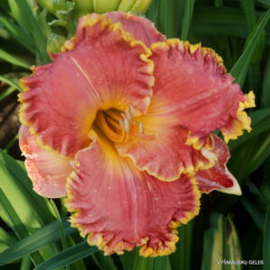 Red Blooded x Thelma Douglas