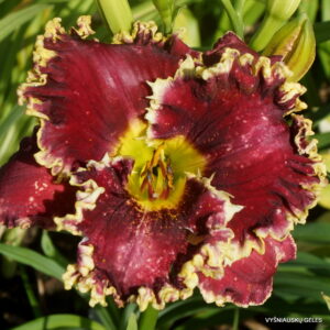 Red Ragamuffin x All Things to All Men