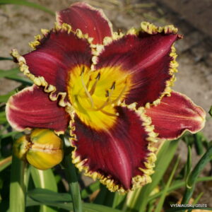 Red Ragamuffin x Veto