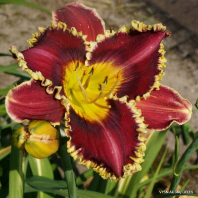 Red Ragamuffin x Veto