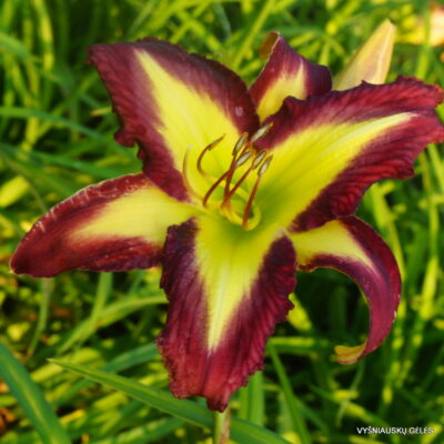 Sdlg x Applique Prism (2)