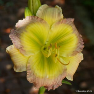 Search for G. P. x G. G. B. and Barbara