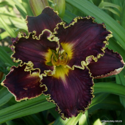 Skin of My Teeth x Blazing Cannons