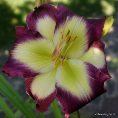 Smoke Scream x Ida Mae Norris