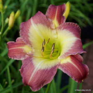 Stargate Portal x sdlg( Nr.1)