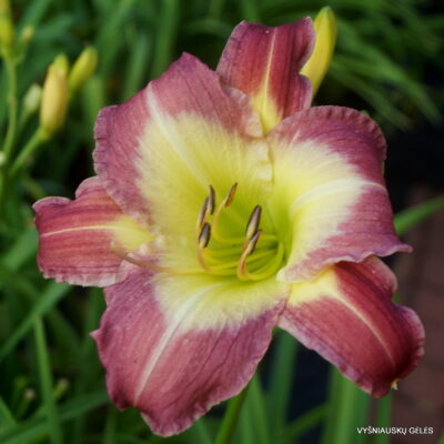 Stargate Portal x sdlg( Nr.1)